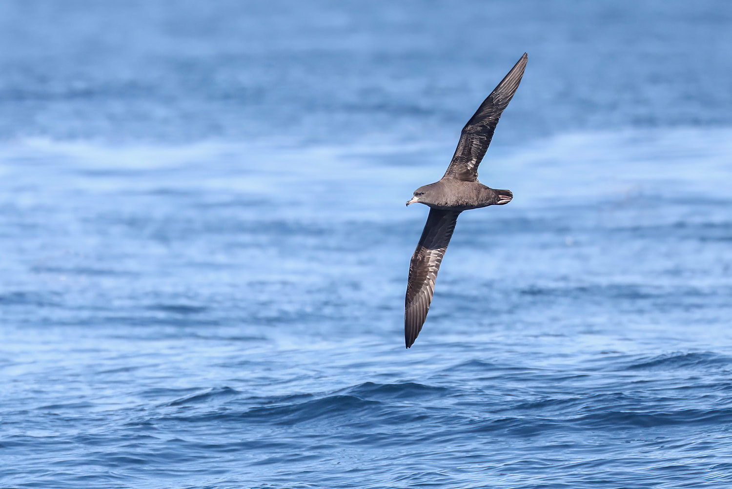 Flesh-footed shearwater (Ardenna carneipes; formerly Puffinus carneipes).